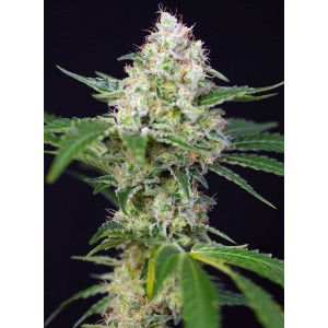 Crystal Candy. Photo 2
